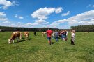 Die Studierenden stehen auf einem Feld mit Kühen