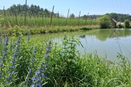 Ein Karpfenteich
