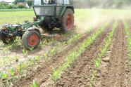 Feldarbeit mit dem Traktor auf einem Maisfeld