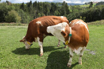 Kühe auf der Weide beim Fressen © Birgit Gleixner, LfL