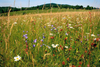 Bunt blühende, artenreiche Wiese